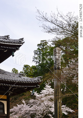 南禅寺の桜 124907420