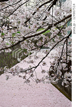 哲学の道 関雪桜 哲学の道 関雪桜 124907514