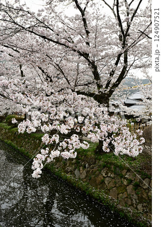 哲学の道 関雪桜 哲学の道 関雪桜 124907521