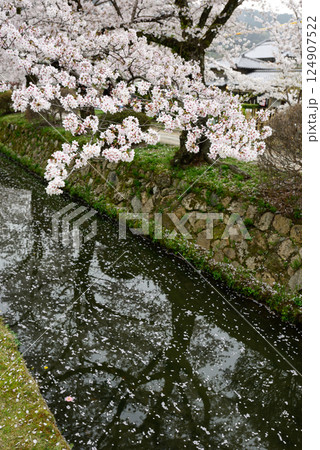 哲学の道 関雪桜 哲学の道 関雪桜 124907522