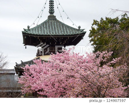 清凉寺（嵯峨釈迦堂）河津桜と多宝塔 124907597