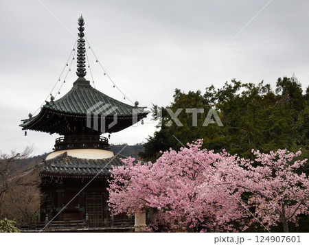 清凉寺(嵯峨釈迦堂)河津桜と多宝塔 清凉寺(嵯峨釈迦堂)河津桜と多宝塔 124907601