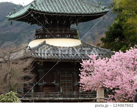 清凉寺（嵯峨釈迦堂）河津桜と多宝塔 124907602