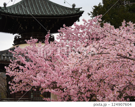 清凉寺(嵯峨釈迦堂)河津桜と多宝塔 清凉寺(嵯峨釈迦堂)河津桜と多宝塔 124907604