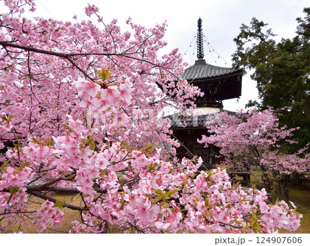 清凉寺（嵯峨釈迦堂）河津桜と多宝塔 124907606