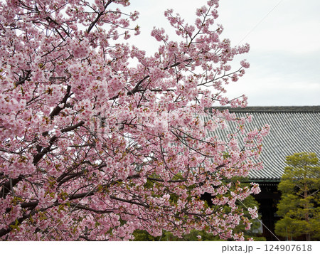 清凉寺(嵯峨釈迦堂)河津桜 清凉寺(嵯峨釈迦堂)河津桜 124907618