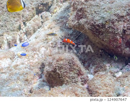 美しいツユベラの幼魚とソラスズメダイ、ニシキベラ他の群れ。ヒリゾ浜中木南伊豆町伊豆半島静岡県2024 124907647