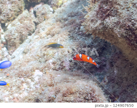 美しいツユベラの幼魚とソラスズメダイ、ニシキベラ他の群れ。ヒリゾ浜中木南伊豆町伊豆半島静岡県2024 124907650