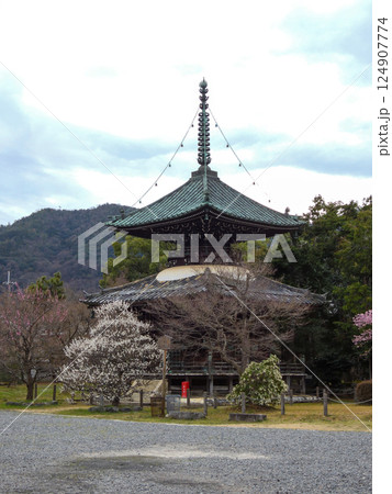清凉寺(嵯峨釈迦堂)多宝塔前に咲く白梅 清凉寺(嵯峨釈迦堂)多宝塔前に咲く白梅 124907774