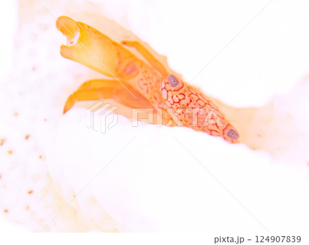 白化したサンゴに住むアミメサンゴガニ。ヒリゾ浜中木南伊豆町伊豆半島静岡県2024 124907839