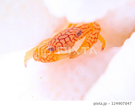 白化したサンゴに住むアミメサンゴガニ。ヒリゾ浜中木南伊豆町伊豆半島静岡県2024 白化したサンゴに住むアミメサンゴガニ。ヒリゾ浜中木南伊豆町伊豆半島静岡県2024 124907847