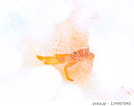 白化したサンゴに住むアミメサンゴガニ。ヒリゾ浜中木南伊豆町伊豆半島静岡県2024 白化したサンゴに住むアミメサンゴガニ。ヒリゾ浜中木南伊豆町伊豆半島静岡県2024 124907848