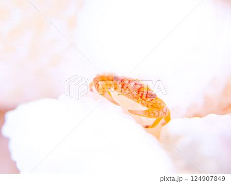 白化したサンゴに住むアミメサンゴガニ。ヒリゾ浜中木南伊豆町伊豆半島静岡県2024 124907849