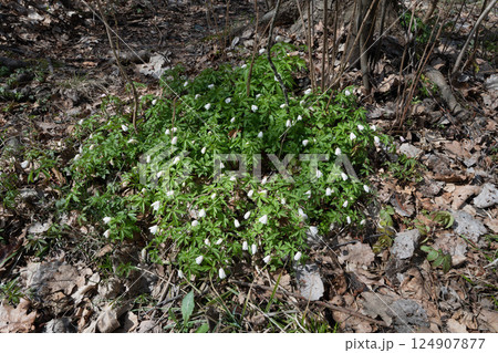 Wood Anemone Blooming in Early Spring Wood Anemone Blooming in Early Spring 124907877