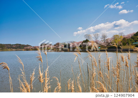 春がきて桜に包まれた北潟湖周辺の風景 春がきて桜に包まれた北潟湖周辺の風景 124907904