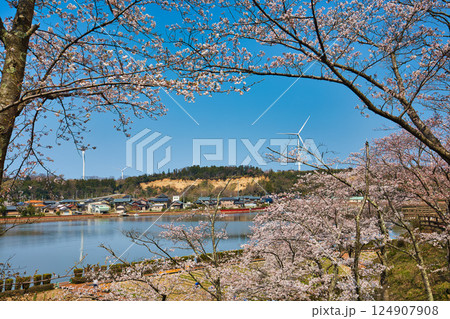 春がきて桜に包まれた北潟湖周辺の風景 124907908