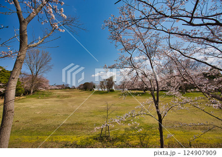 春がきて桜に包まれた北潟湖周辺の風景 春がきて桜に包まれた北潟湖周辺の風景 124907909