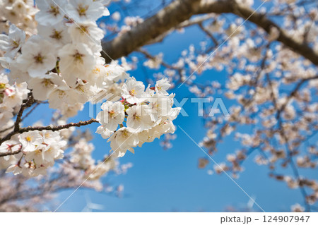 春がきて桜に包まれた北潟湖周辺の風景 124907947