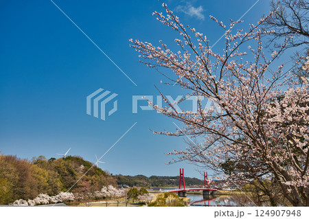 春がきて桜に包まれた北潟湖周辺の風景 124907948