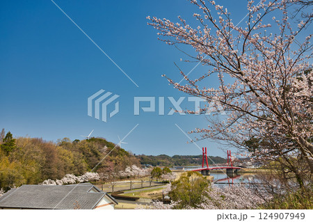 春がきて桜に包まれた北潟湖周辺の風景 124907949