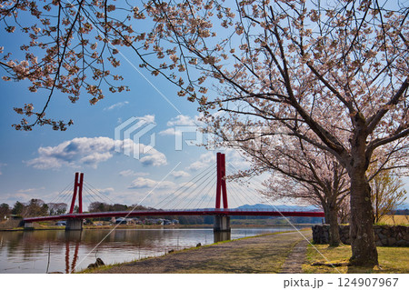 春がきて桜に包まれた北潟湖周辺の風景 124907967