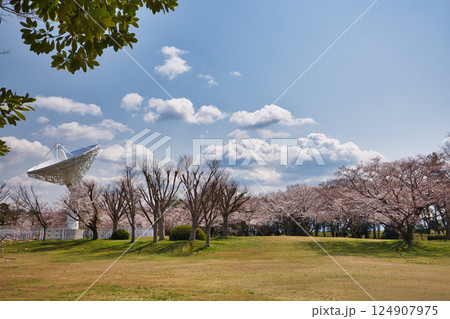 春がきて桜に包まれた北潟湖周辺の風景 春がきて桜に包まれた北潟湖周辺の風景 124907975