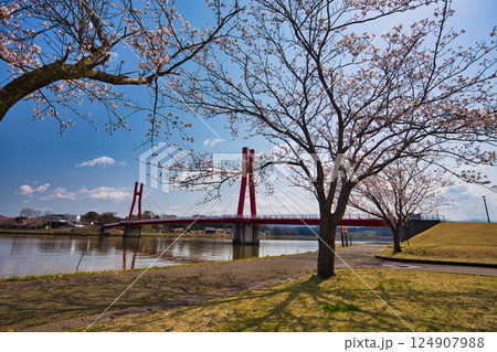 春がきて桜に包まれた北潟湖周辺の風景 124907988