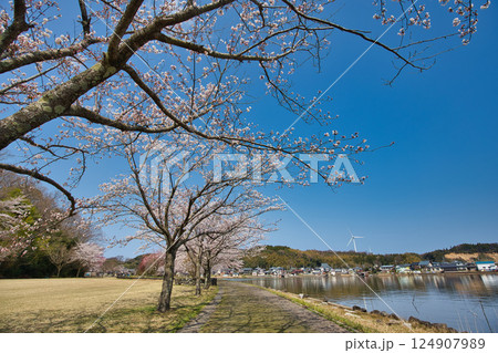 春がきて桜に包まれた北潟湖周辺の風景 124907989