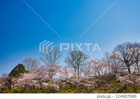 春がきて桜に包まれた北潟湖周辺の風景 124907990