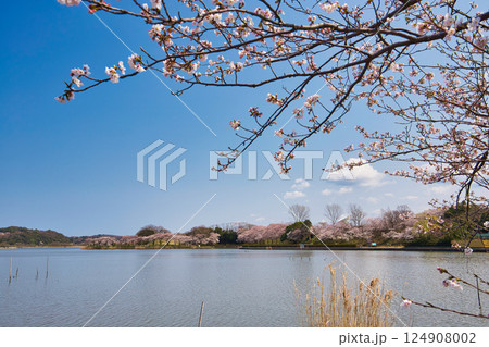 春がきて桜に包まれた北潟湖周辺の風景 124908002
