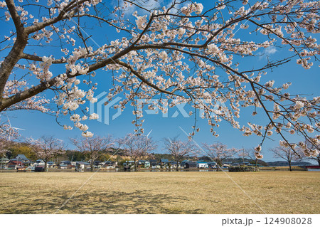 春がきて桜に包まれた北潟湖周辺の風景 春がきて桜に包まれた北潟湖周辺の風景 124908028