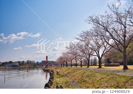 春がきて桜に包まれた北潟湖周辺の風景 春がきて桜に包まれた北潟湖周辺の風景 124908029