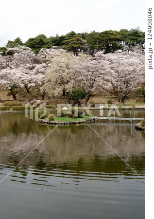 桜咲く烏ヶ森公園 124908046