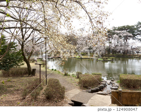 桜咲く烏ヶ森公園 124908047