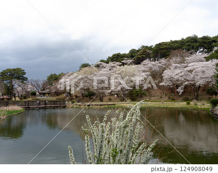 桜咲く烏ヶ森公園 124908049