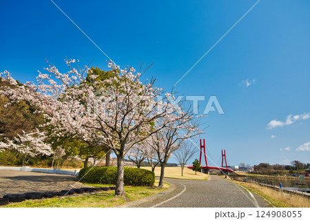 春がきて桜に包まれた北潟湖周辺の風景 春がきて桜に包まれた北潟湖周辺の風景 124908055