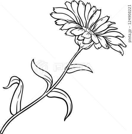 Calendula Plant with Flowers  and Leaves Outline Illustration 124908221