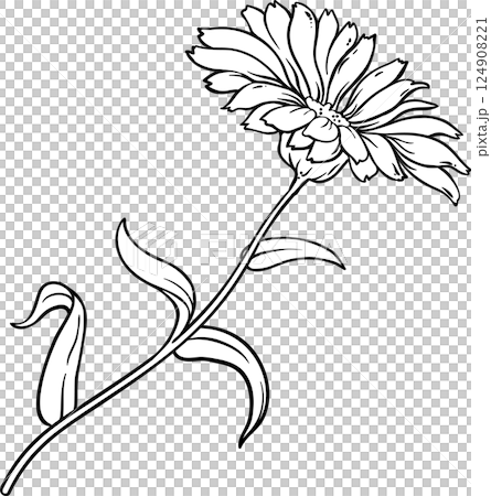 Calendula Plant with Flowers  and Leaves Outline Illustration 124908221