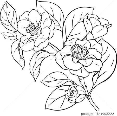 Camelia Branch Outline Illustration. 124908222