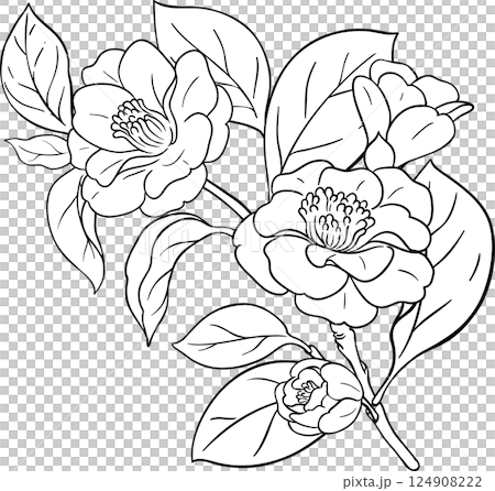 Camelia Branch Outline Illustration. 124908222