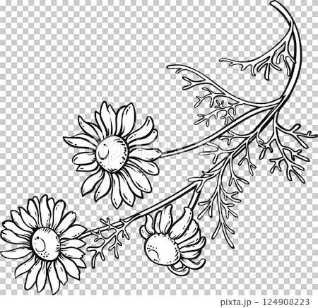Chamomile Plant with Flowers Outline Illustration. Essential oil ingredient for cosmetics, spa, aromatherapy, health care, alternative medicine. Chamomile Plant with Flowers Outline Illustration. Essential oil ingredient for cosmetics, spa, aromatherapy, health care, alternative medicine. 124908223