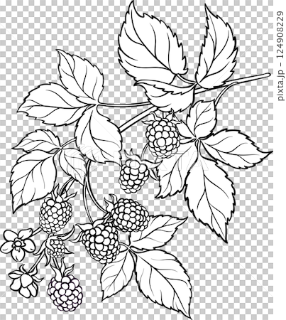 Boysenberry Branch with Flowers and Berries Outline Illustration 124908229