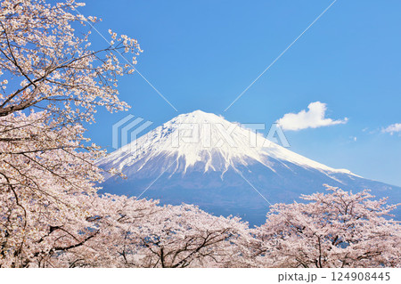 日本の春　富士山と桜 124908445