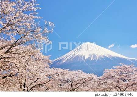 日本の春 富士山と桜 日本の春 富士山と桜 124908446