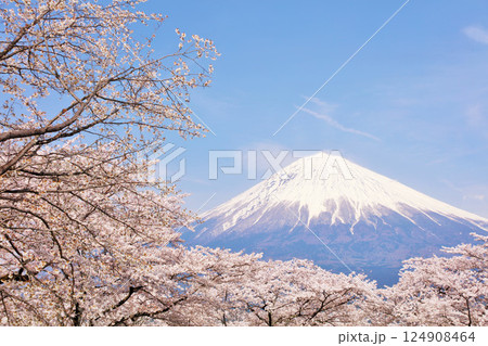 日本の春 富士山と桜 日本の春 富士山と桜 124908464