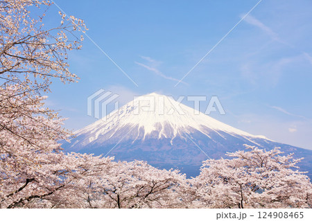 日本の春 富士山と桜 日本の春 富士山と桜 124908465