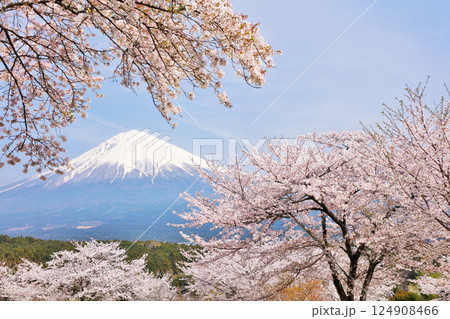 日本の春 富士山と桜 日本の春 富士山と桜 124908466