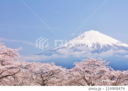 日本の春　富士山と桜 124908474