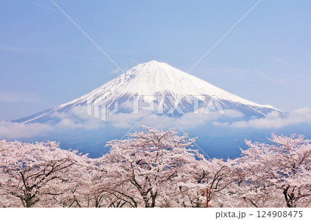日本の春　富士山と桜 124908475