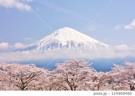 日本の春　富士山と桜 124908480